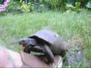 Horny Turtle making human noises 