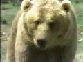Oso vs Puma Oso vs Puma