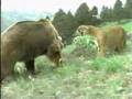Puma vs Oso (por defender a su cría)
