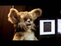 Leonardo Robot - isn't this the cutest robot ever?