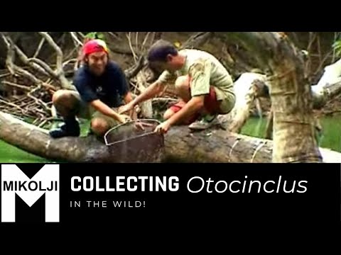 Collecting Otocinclus affinis in their natural habitat