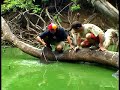 Collecting Otocinclus affinis in their natural habitat