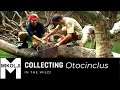 Collecting Otocinclus affinis in their natural habitat