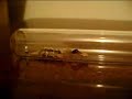 Scorpion vs termite soldier Scorpion vs termite soldier