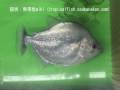?????????????Violet line piranha?????Serrasalmus geryi ?????????????Violet line piranha?????Serrasalmus geryi