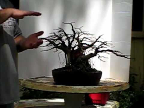 how to replant a ficus bonsai