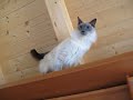 Furby - our cute Balinese cat Furby - our cute Balinese cat
