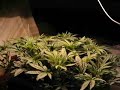 Cannabis fast growth video