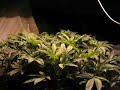 Cannabis fast growth video