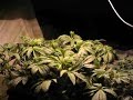 Cannabis fast growth video