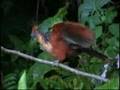 Monagas state