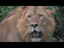 ROVERSAFARI - Best Safari Ever !