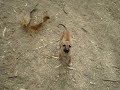 Natividad - Vicús - National Geographic