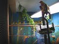 Gouldian aviary