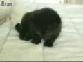 videos de Funny Kitty Clips