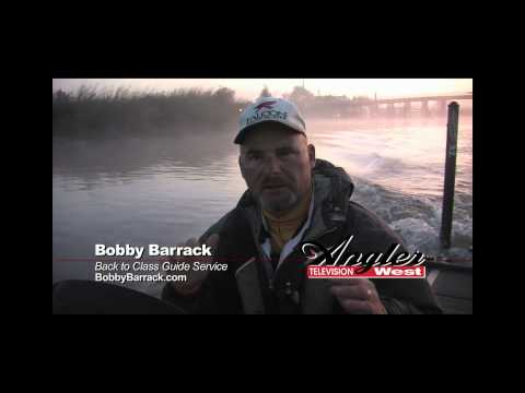 Top water delta stripers with bobby