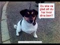 HundBob
