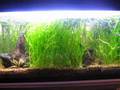 Asian biotope