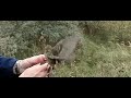 Geringde graspieper wordt losgelaten