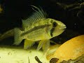 Wild Apistogramma Cacatuoides..Spawning.