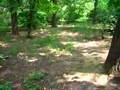 Herastrau Park in Bucharest video