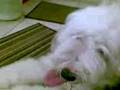 bonzo & blessy-old english sheepdog indonesia
