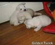 Happy e seus filhotes / Happy and its litter
