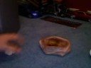 Hermit crab care Hermit crab care