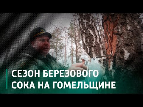 На Гомельщине начался сезон березового сока видео