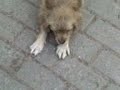 la Mimi la Mimi