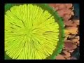 Broly vs Gohan , Trunks , goten By Kevin Broly vs Gohan , Trunks , goten By Kevin
