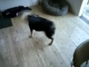 Bucky the dog... weed whackin\