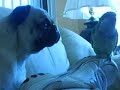 dog hits on bird dog hits on bird