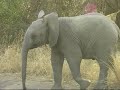 Young Kruger Elephant Practises Dangerous Attack