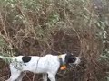 oilagorrak ehizatzen / cazando becadas