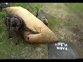 Neapolitan Mastiffs shredding large freight air bag