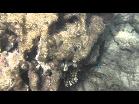 Panasonic Lumix FT4 / TS4 - Surgeon Fish, Hurgada, Red sea