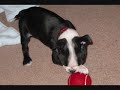 Zoe our new baby Boston Terrier.