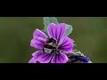hommel op malva