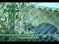 DAKTARI 1995 TATCHER EN SU HABITAT