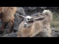 par le groupe labess. le film est de moi hchicha ;)

vive tamurt ... malgr� tout!