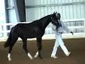 Riley, Dressage at Stone Tavern 07