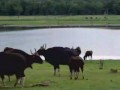 Indian Wildlie ( Kabini Backwaters )