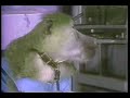 Baboons Do TV Baboons Do TV