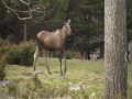 Heidal Elg , Moose