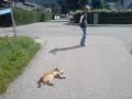 M�der Hund