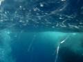 videos de Le Castella Cetaceo 4