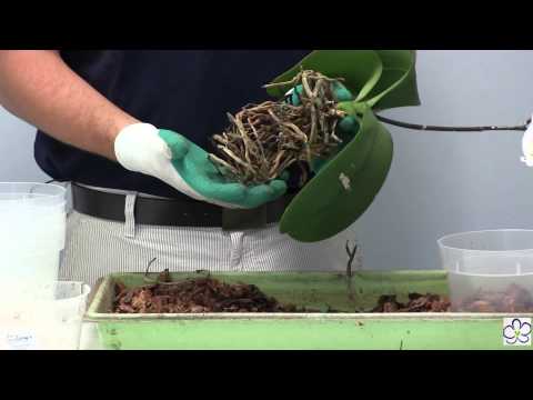 how to fertilize phalaenopsis orchids