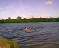 Arschwale im See