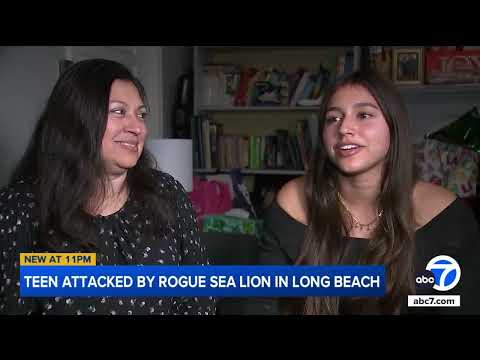 Sea Lion Attack adolescente che nuota in acque al largo di Long Beach | ABC7 Sea Lion Attack adolescente che nuota in acque al largo di Long Beach | ABC7